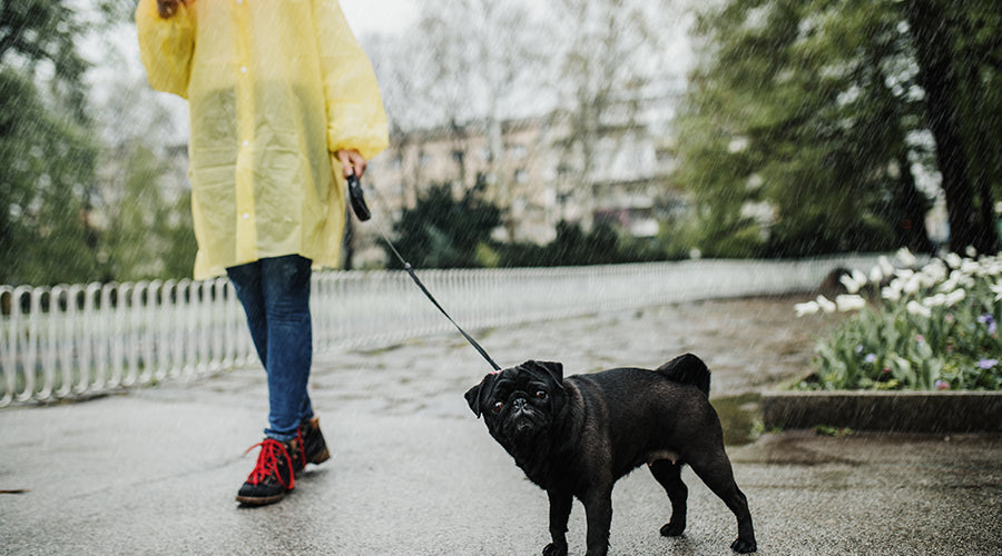 Does my dog need a Raincoat?